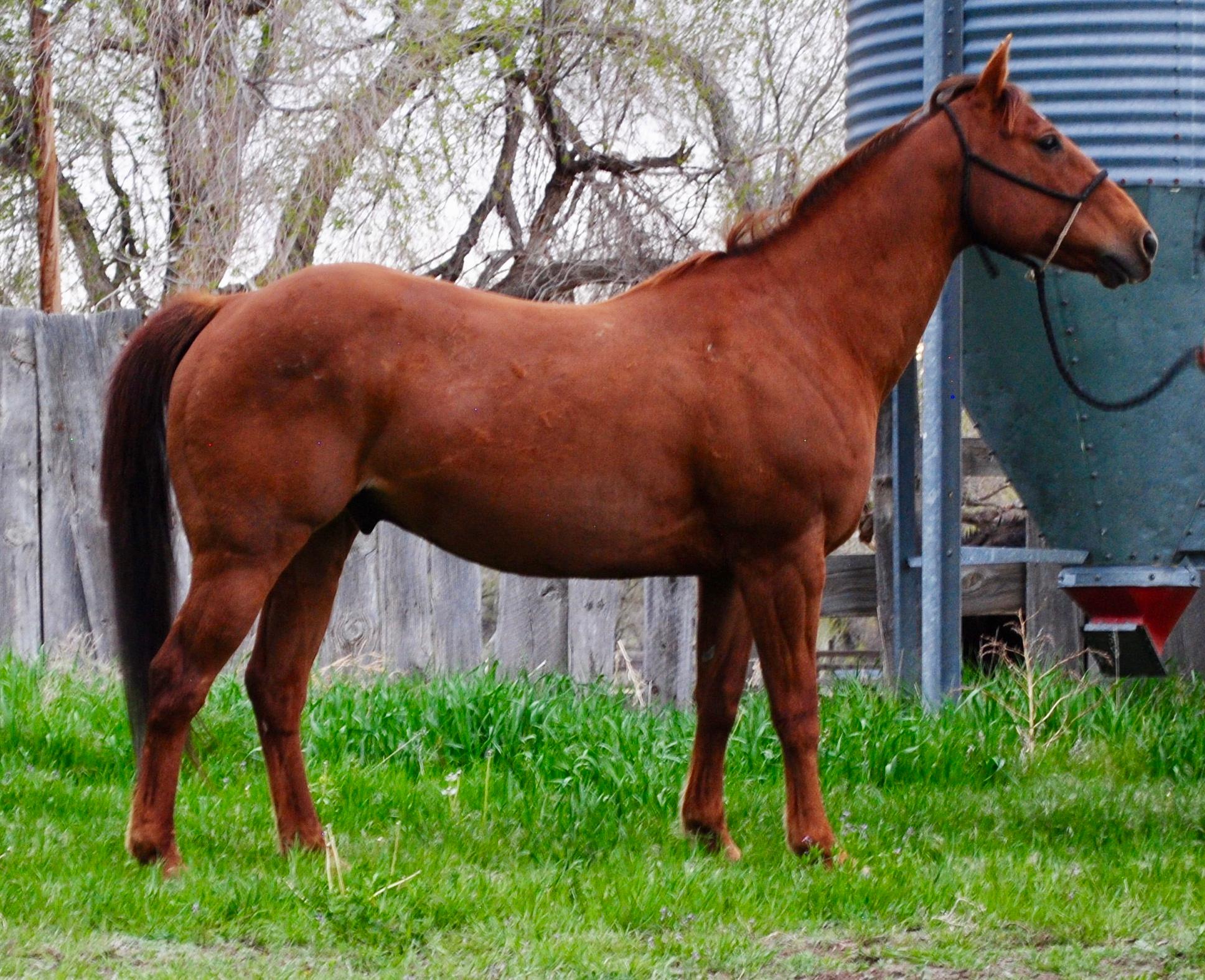 TT Fast N Furious-12 y/o AQHA Gelding