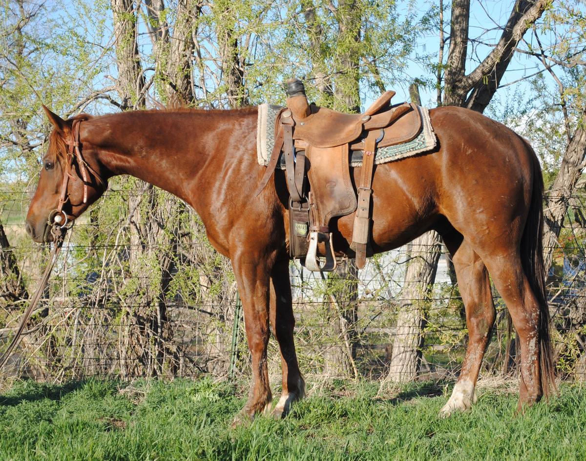 Otoes Rodeo Frederick- 4 y/o AQHA Gelding