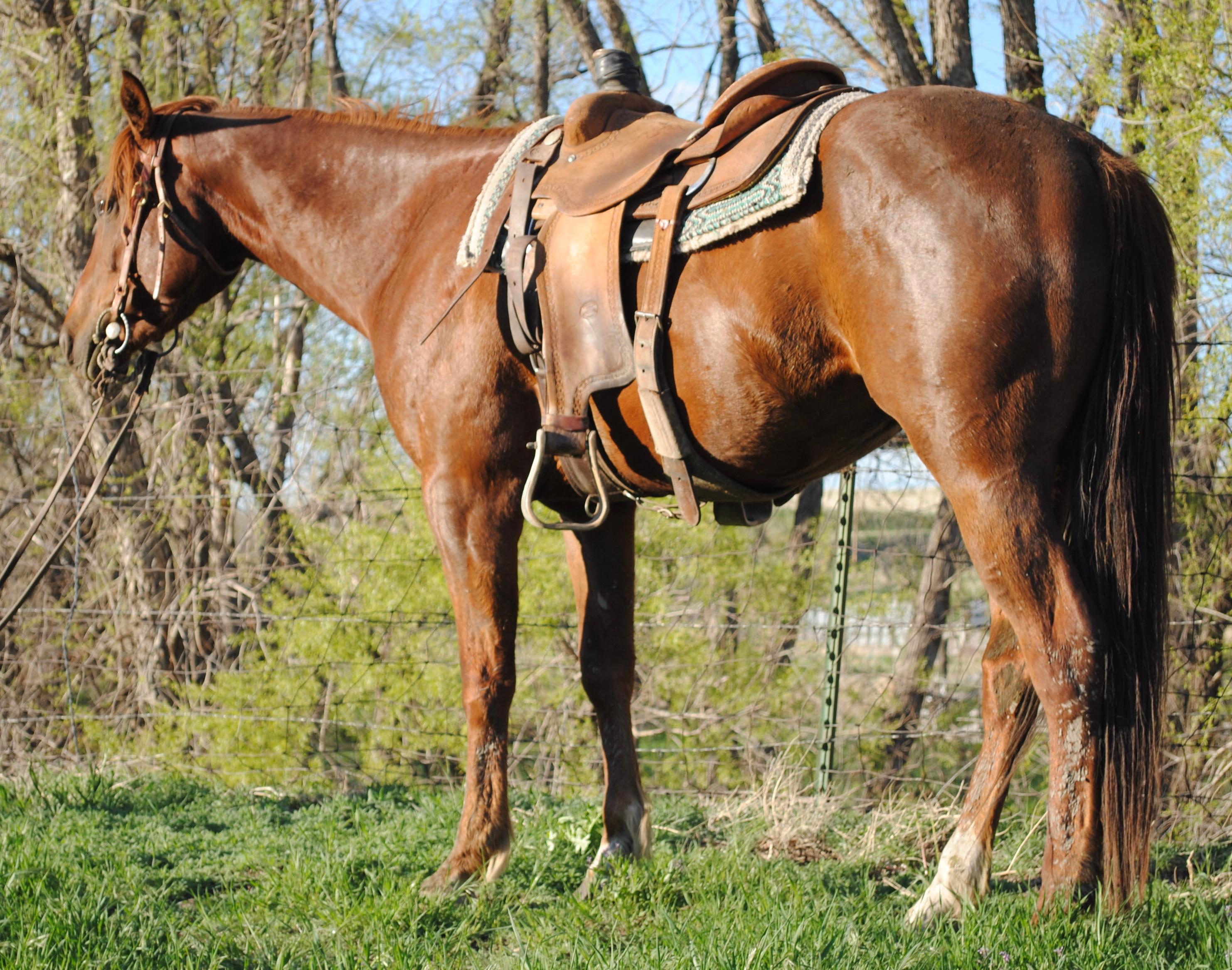 Otoes Rodeo Frederick- 4 y/o AQHA Gelding