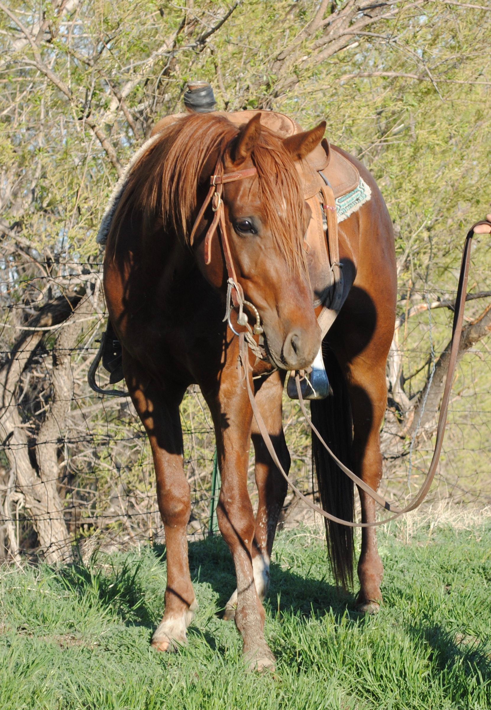 Otoes Rodeo Frederick- 4 y/o AQHA Gelding