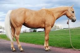 HL NOWTHATSAJACK-7 y/o AQHA Gelding