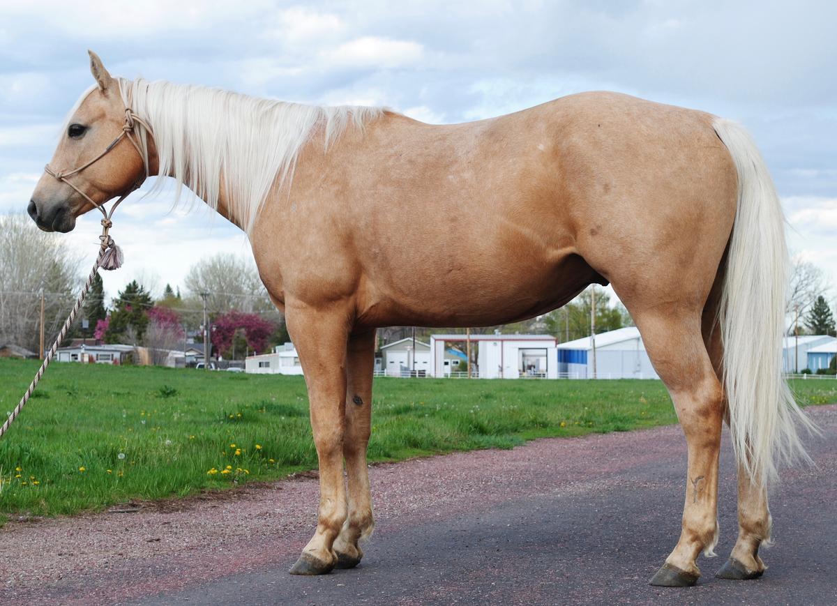 HL NOWTHATSAJACK-7 y/o AQHA Gelding