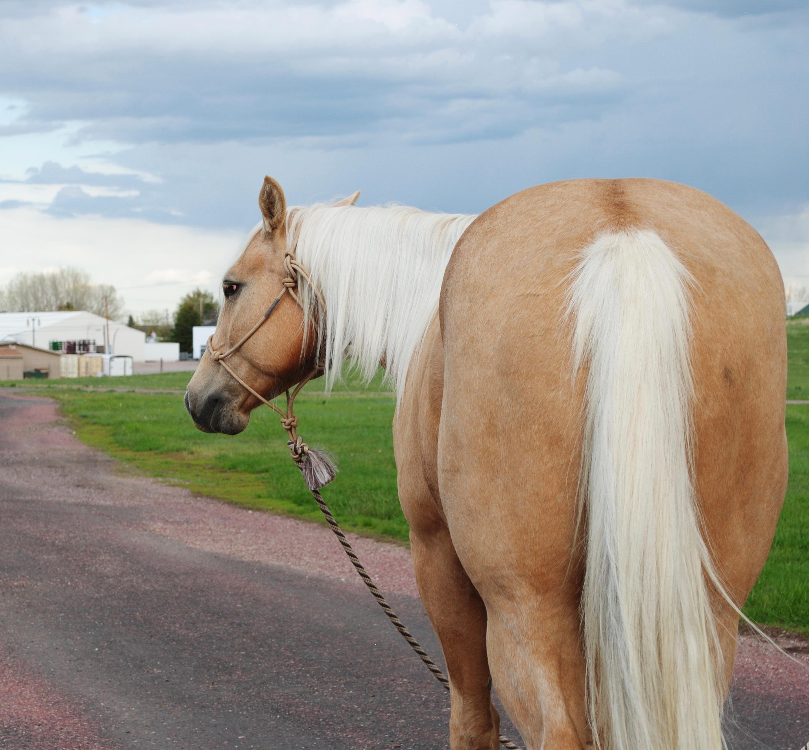 HL NOWTHATSAJACK-7 y/o AQHA Gelding