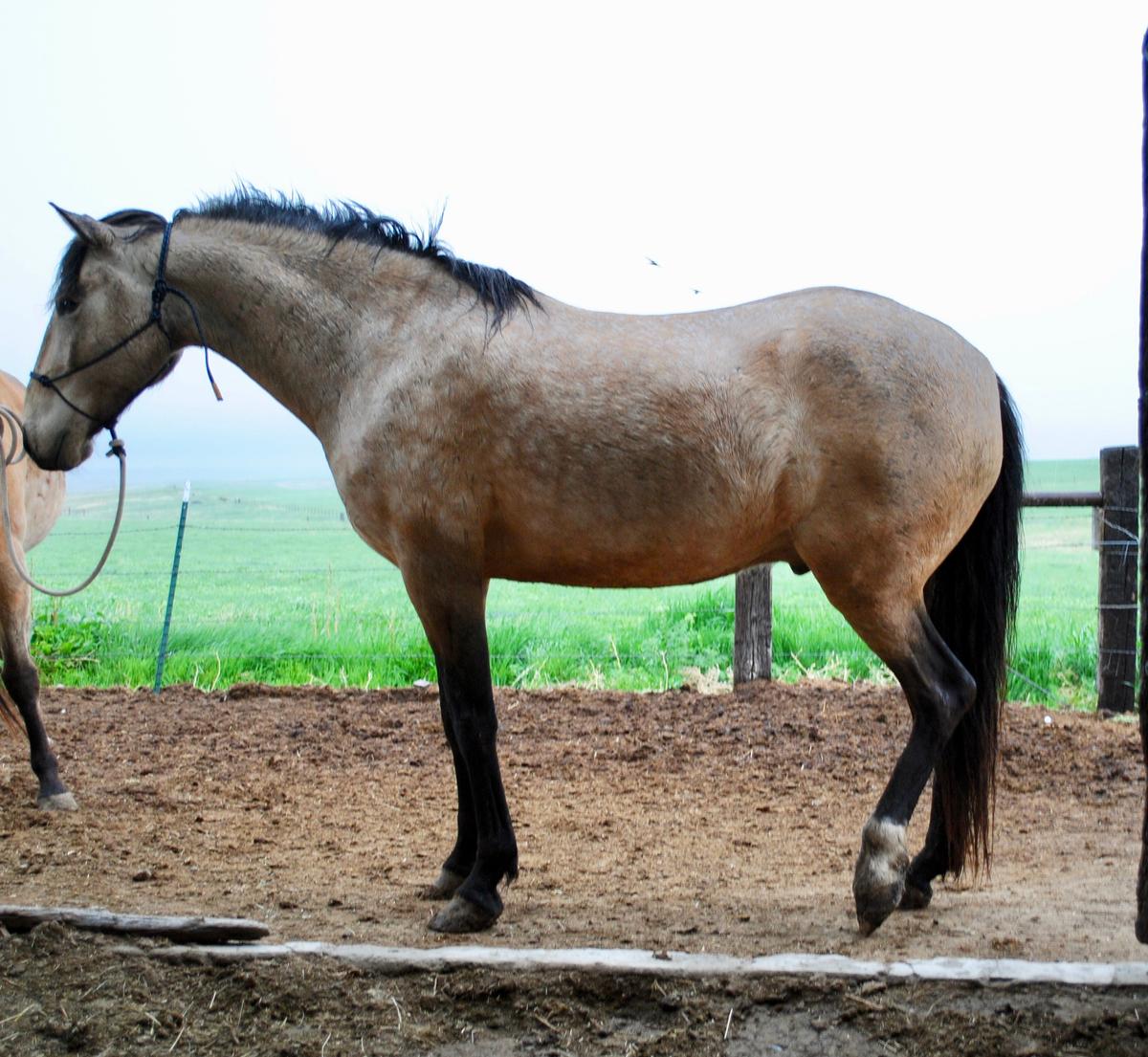 Buck- 6 y/o Gelding