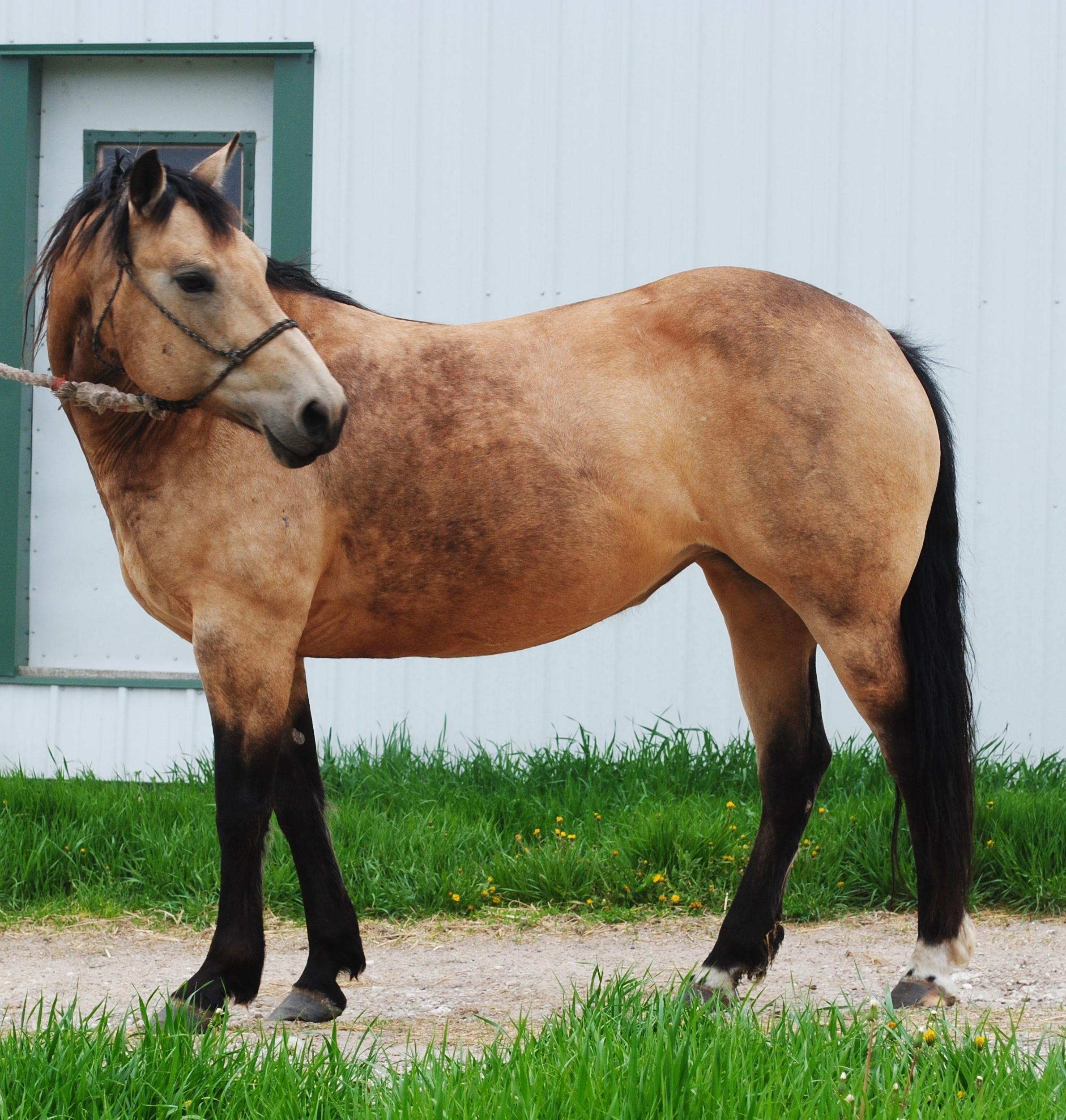 Southern Honeydew- 8 y/o AQHA  Mare