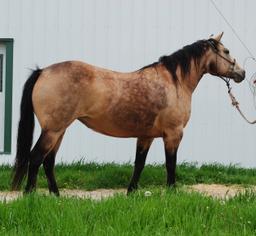 Southern Honeydew- 8 y/o AQHA  Mare