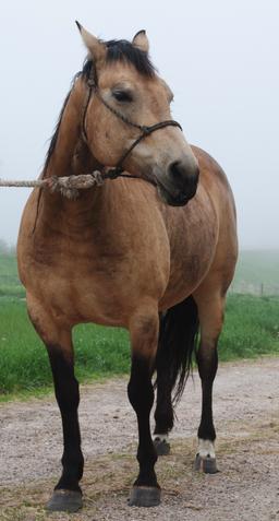 Southern Honeydew- 8 y/o AQHA  Mare