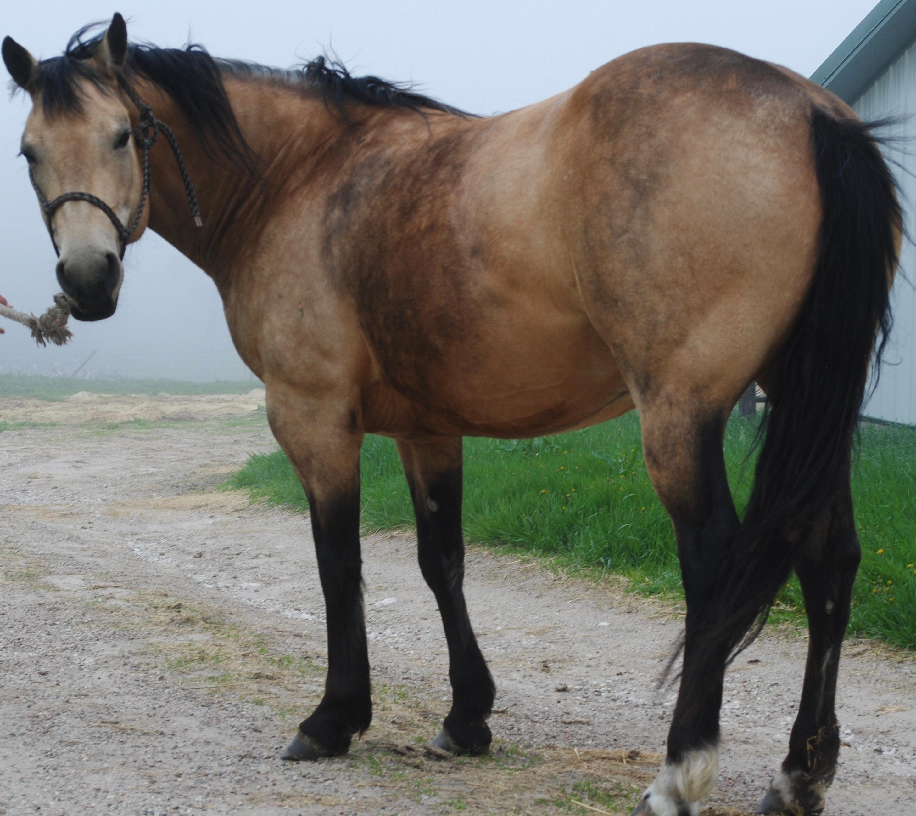 Southern Honeydew- 8 y/o AQHA  Mare