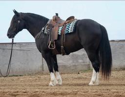 Duece- 12 y/o Gelding. Shire/Gypsy