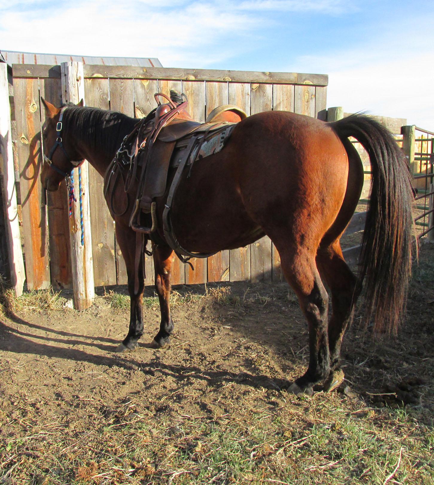 *****WITHDRAWN***Rambo-8 y/o OTTB Gelding