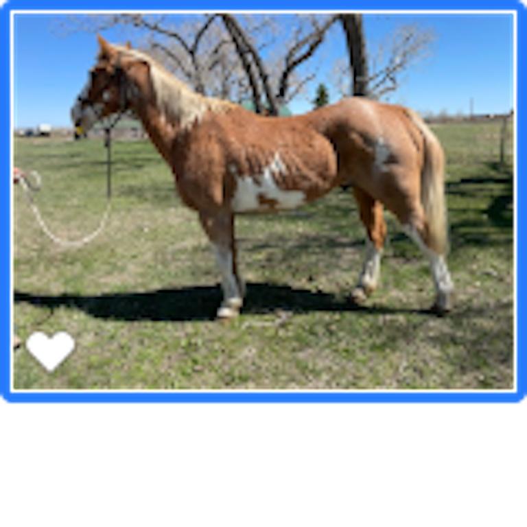 Rusty- 19 y/o Gelding