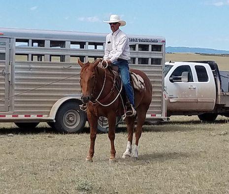 Stoney- 6 y/o Gelding