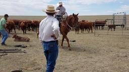 Stoney- 6 y/o Gelding