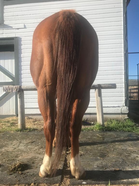 Stoney- 6 y/o Gelding