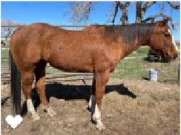 Santiago- 12 y/o Gelding