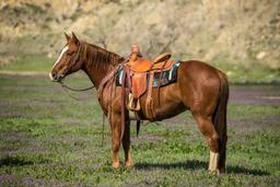 Bouie-7 y/o Gelding