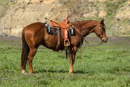 Bouie-7 y/o Gelding