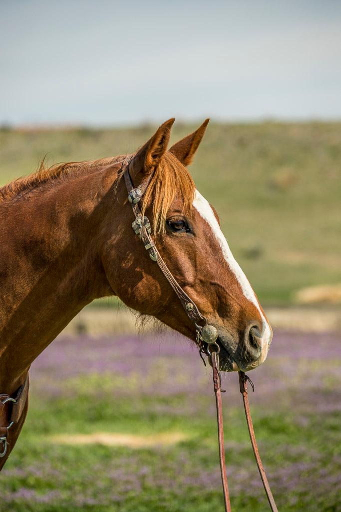 Bouie-7 y/o Gelding