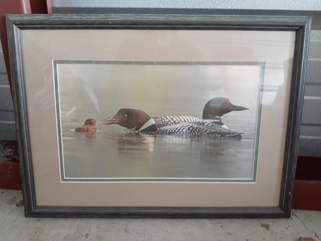 Loons With Baby - Framed