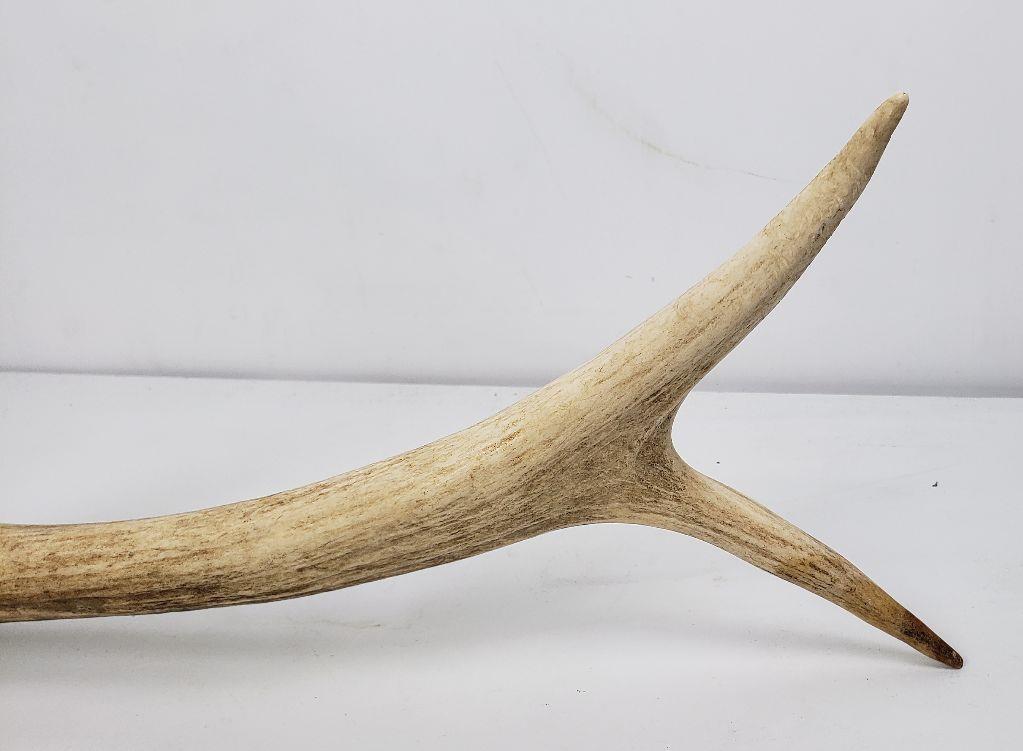 Montana Elk Horn Antler Shed