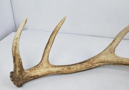 Montana Elk Horn Antler Shed