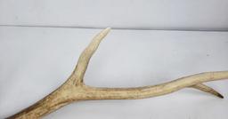 Montana Elk Horn Antler Shed