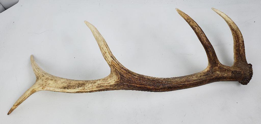 Montana Elk Horn Antler Shed