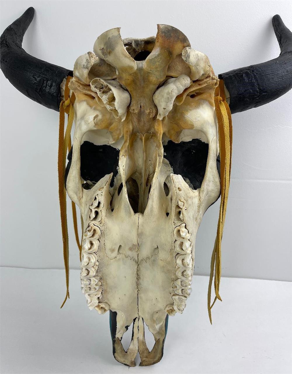 Montana Indian Painted Buffalo Skull David Chase