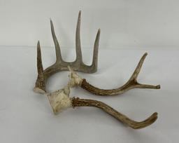 Collection Of Montana Whitetail Deer Horns