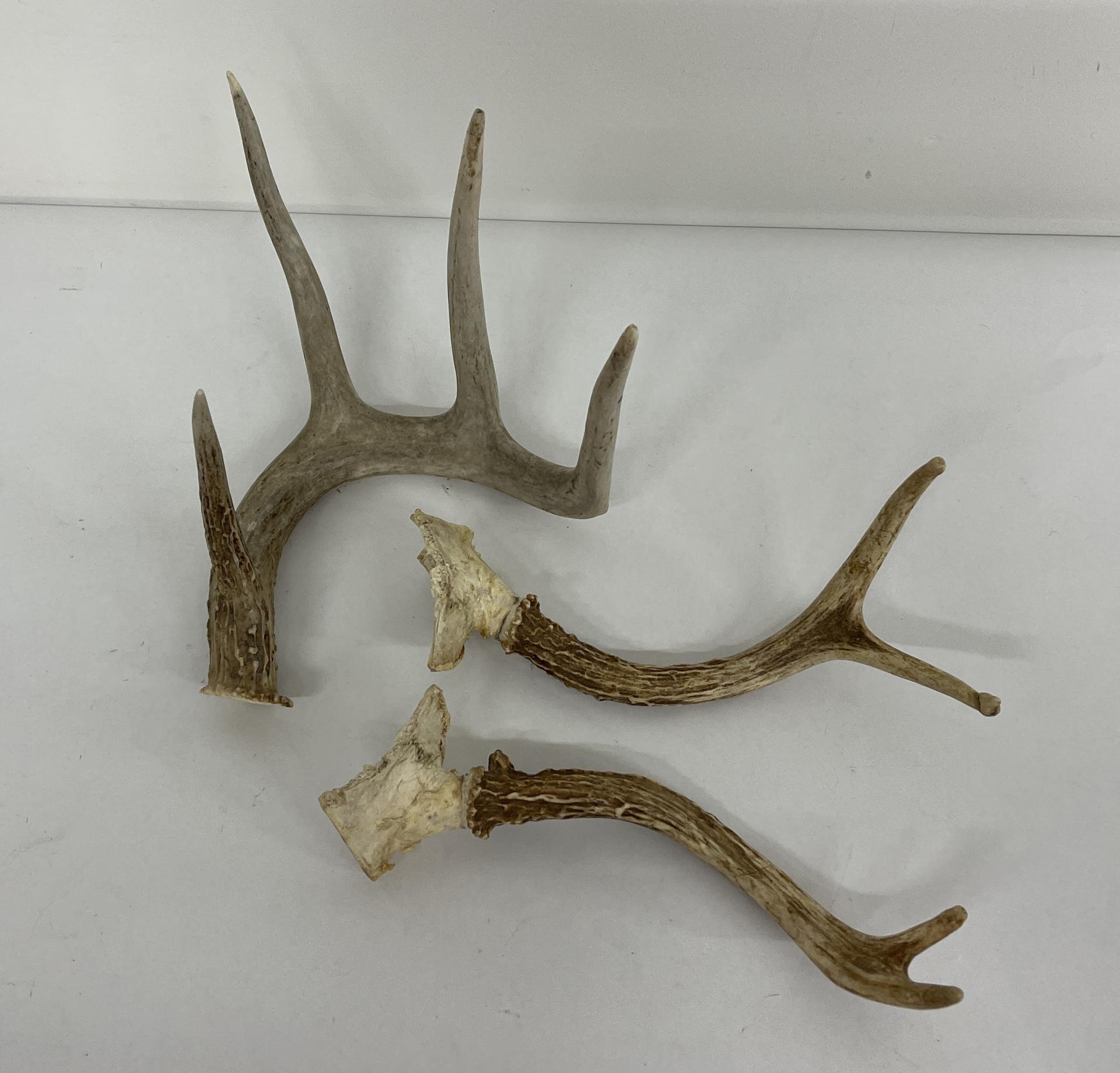 Collection Of Montana Whitetail Deer Horns