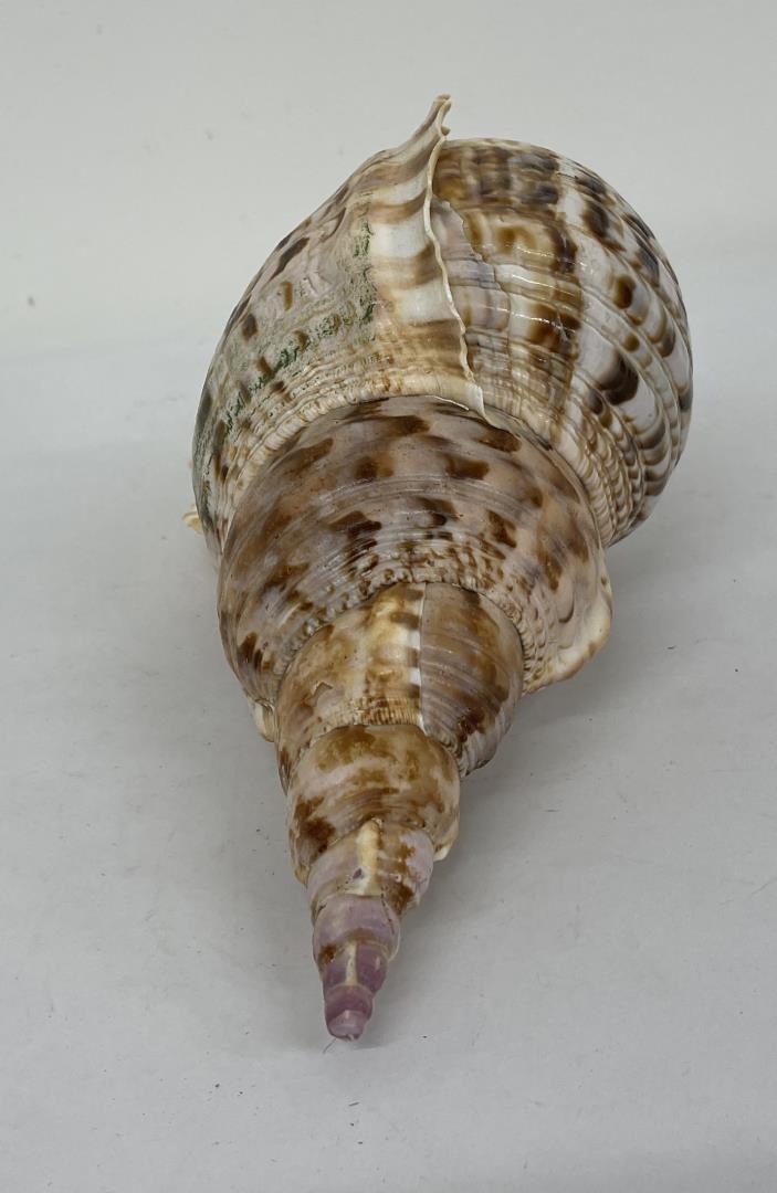 Charonia Tritonis Conch Shell 14"