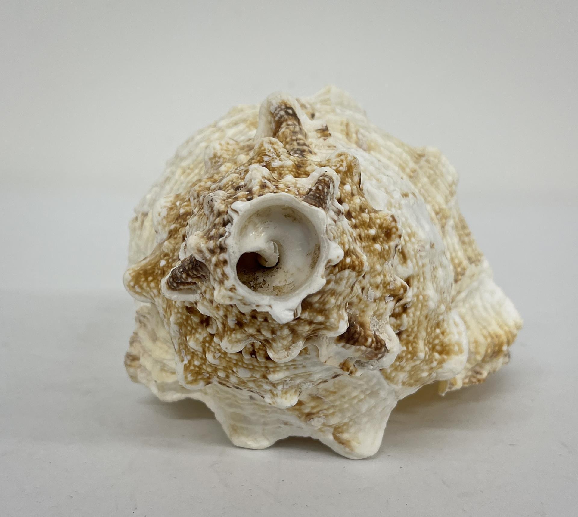 Charonia Tritonis Conch Shell 8.5"