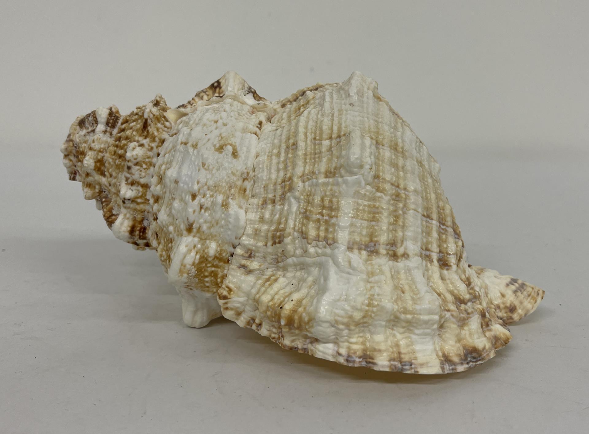 Charonia Tritonis Conch Shell 8.5"