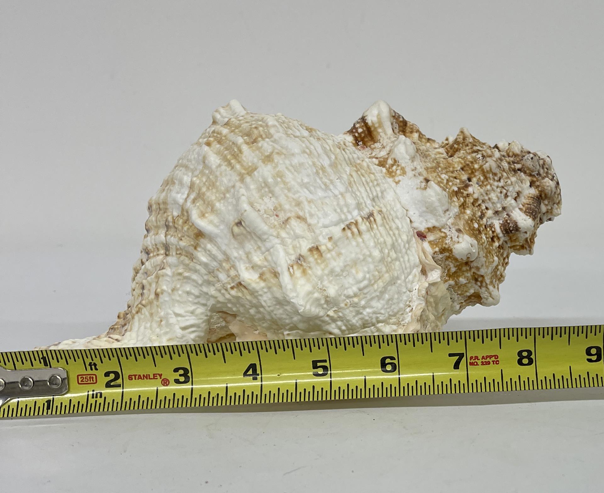 Charonia Tritonis Conch Shell 8.5"