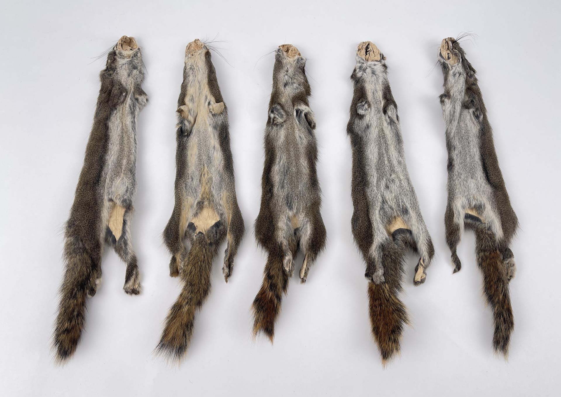 Lot Of 5 Wild Tanned Taxidermy Squirrel