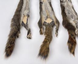 Lot Of 5 Wild Tanned Taxidermy Squirrel