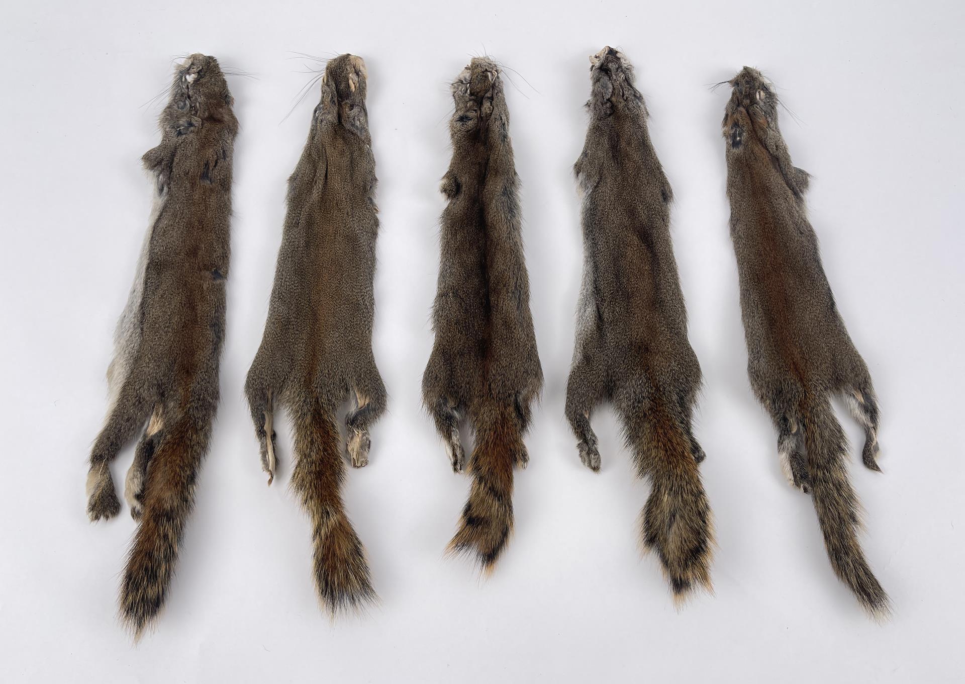 Lot Of 5 Wild Tanned Taxidermy Squirrel