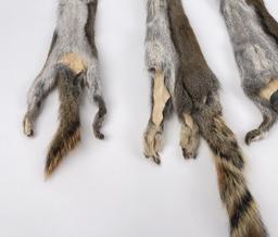 Lot Of 5 Wild Tanned Taxidermy Squirrel