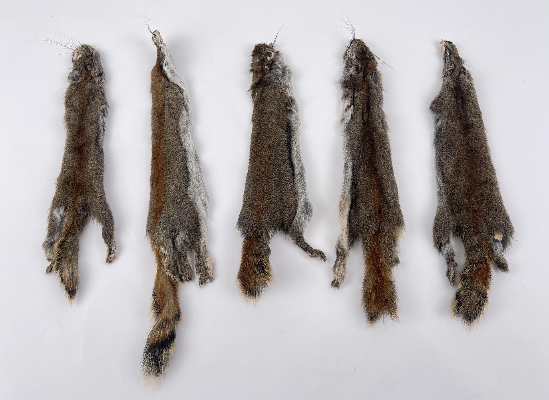 Lot Of 5 Wild Tanned Taxidermy Squirrel