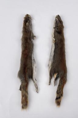 Lot Of 2 Wild Tanned Taxidermy Squirrel