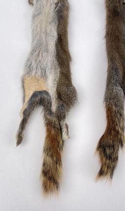 Lot Of 2 Wild Tanned Taxidermy Squirrel