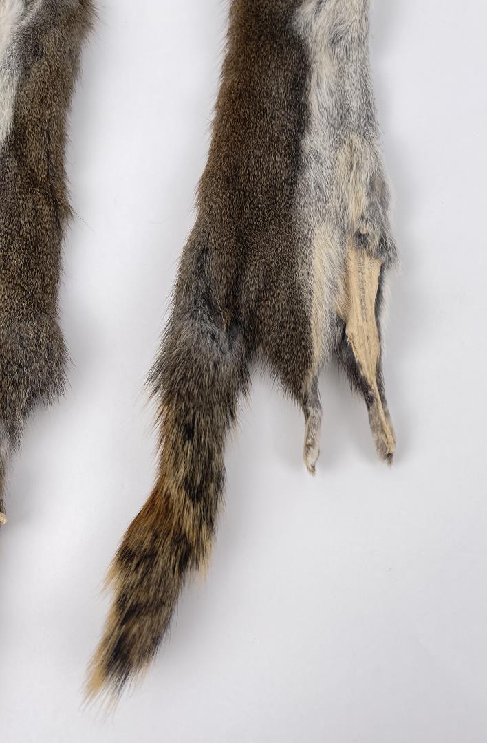 Lot Of 2 Wild Tanned Taxidermy Squirrel