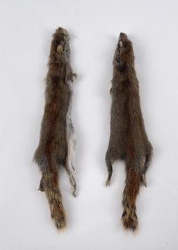 Lot Of 2 Wild Tanned Taxidermy Squirrel