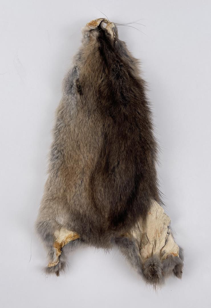 Montana Muskrat Taxidermy Fur Pelt Hide