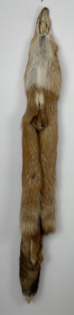 Beautiful Ranch Red Fox Fur Pelt Taxidermy