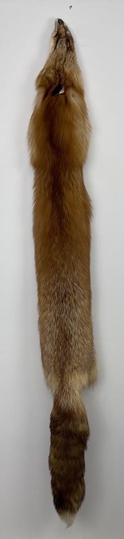 Beautiful Ranch Red Fox Fur Pelt Taxidermy