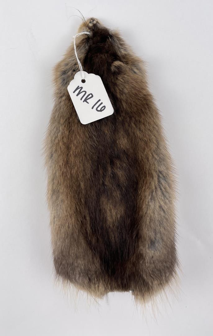 Montana Muskrat Taxidermy Fur Pelt Hide #16