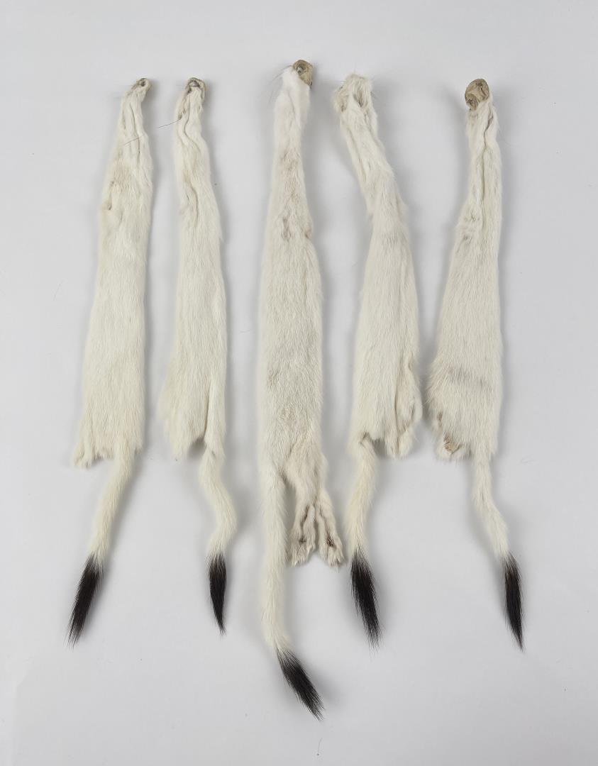 Lot Of 5 Wild Tanned Taxidermy Ermine