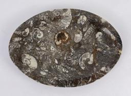 Ammonite Fossil Plate