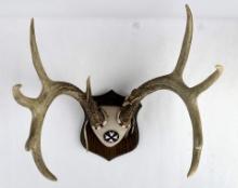 Taxidermy Large Trophy Whitetail Deer Horns